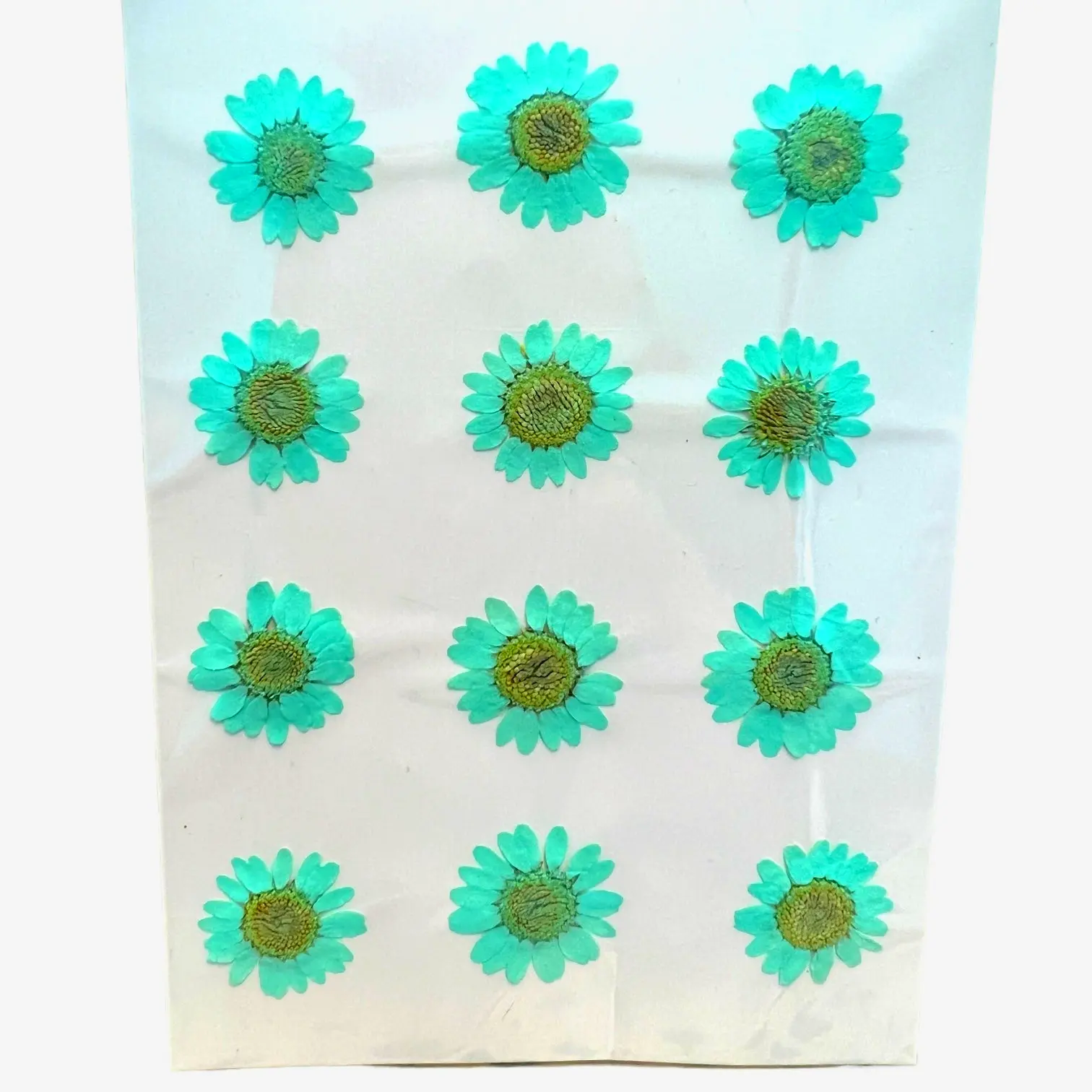 Daisy dried pressed flowers set in teal, white, yellow, and purple, ideal for bedroom wall art and scrapbooking.