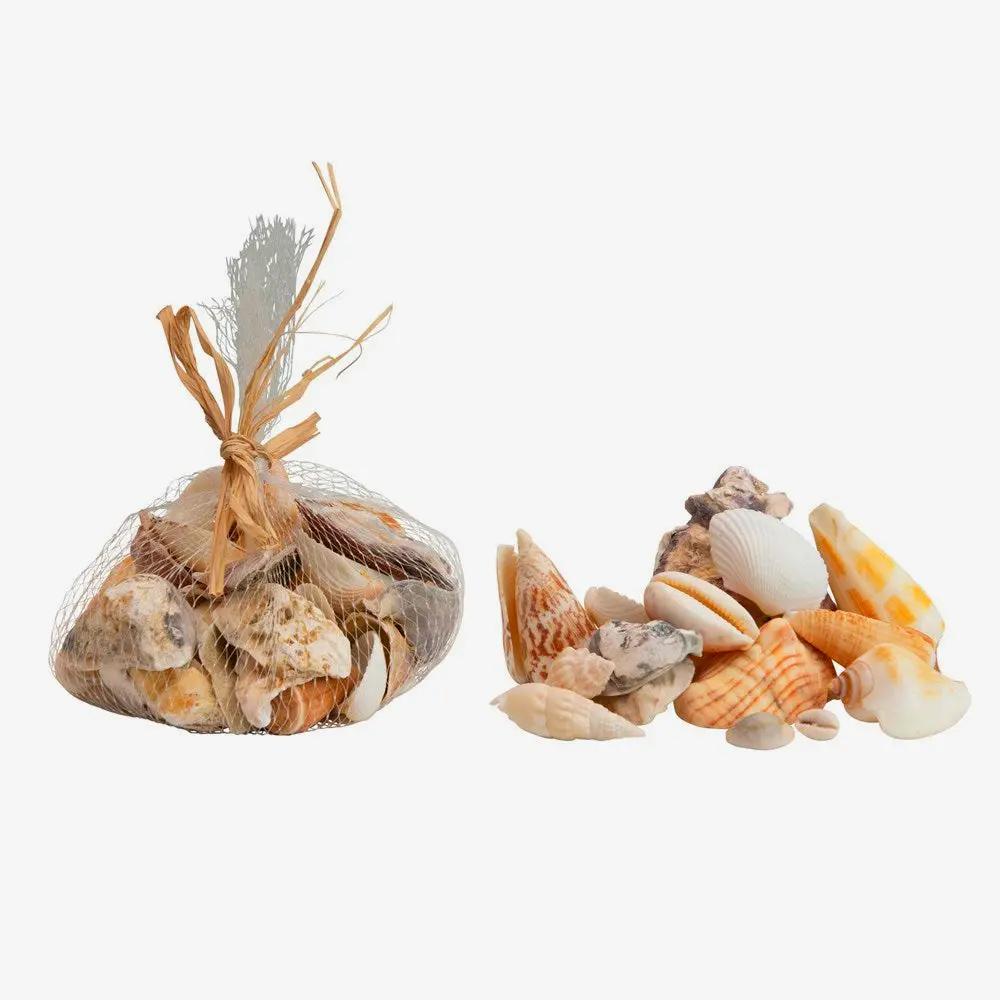 Decorative assorted shells collection perfect for coastal home decor beach themed styling or display cases.