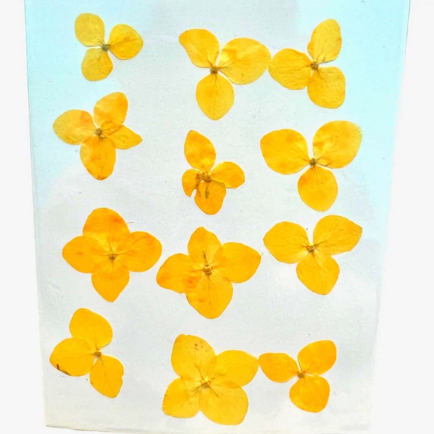 Hydrangea dried pressed flowers in assorted colors, perfect for elegant floral home accents and DIY decor.