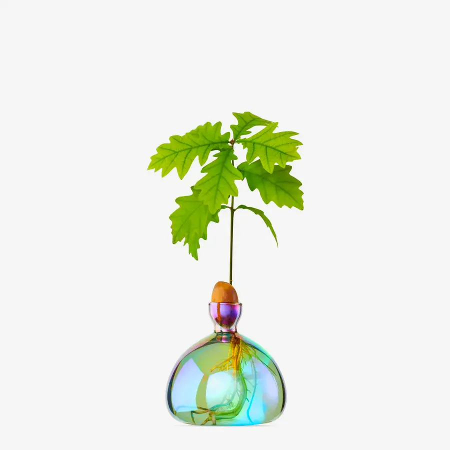 Ilex acorn glass vase in 13 colors a beautiful accent piece for home decor floral arrangements or offices.