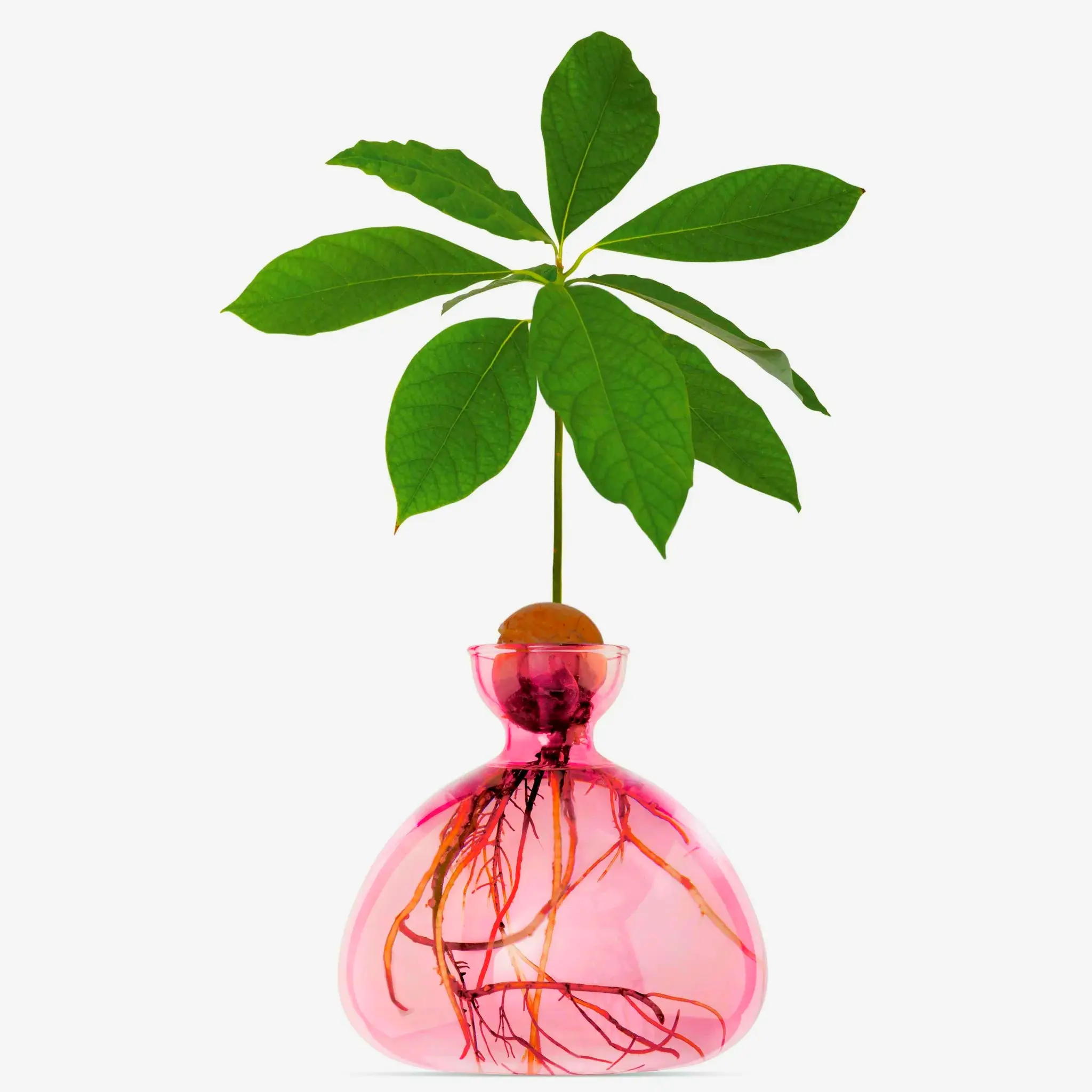 Ilex avocado decorative vase in vibrant colors ideal for modern home styling centerpieces or floral displays.