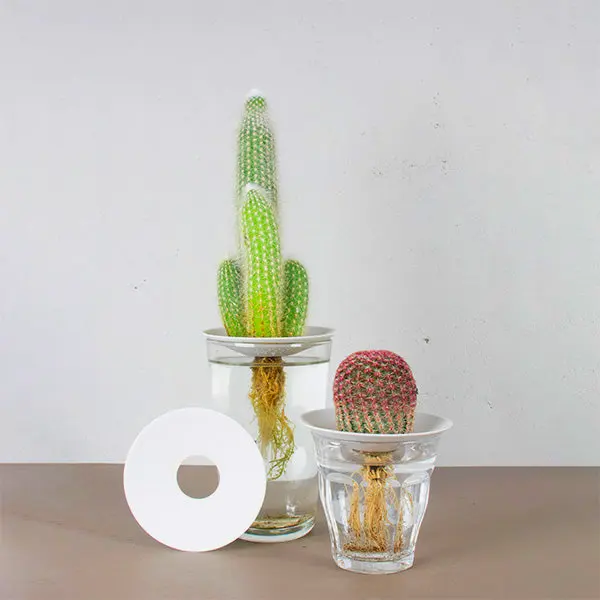 Large propagation plate stylish display for water rooted cuttings in modern home or garden decor