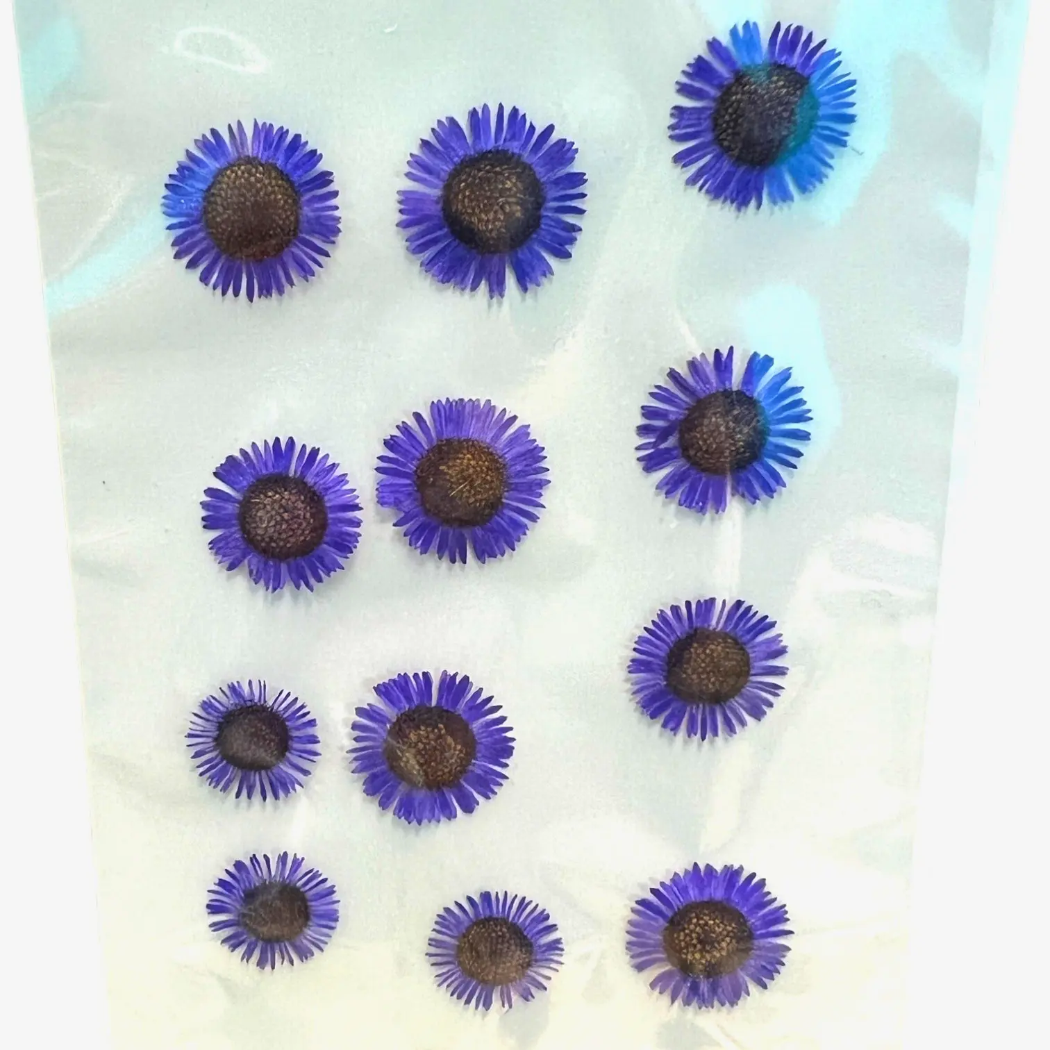 Needle Chrysanthemum dried pressed flowers in vibrant colors, ideal for handmade gifts and nature-inspired home decor.