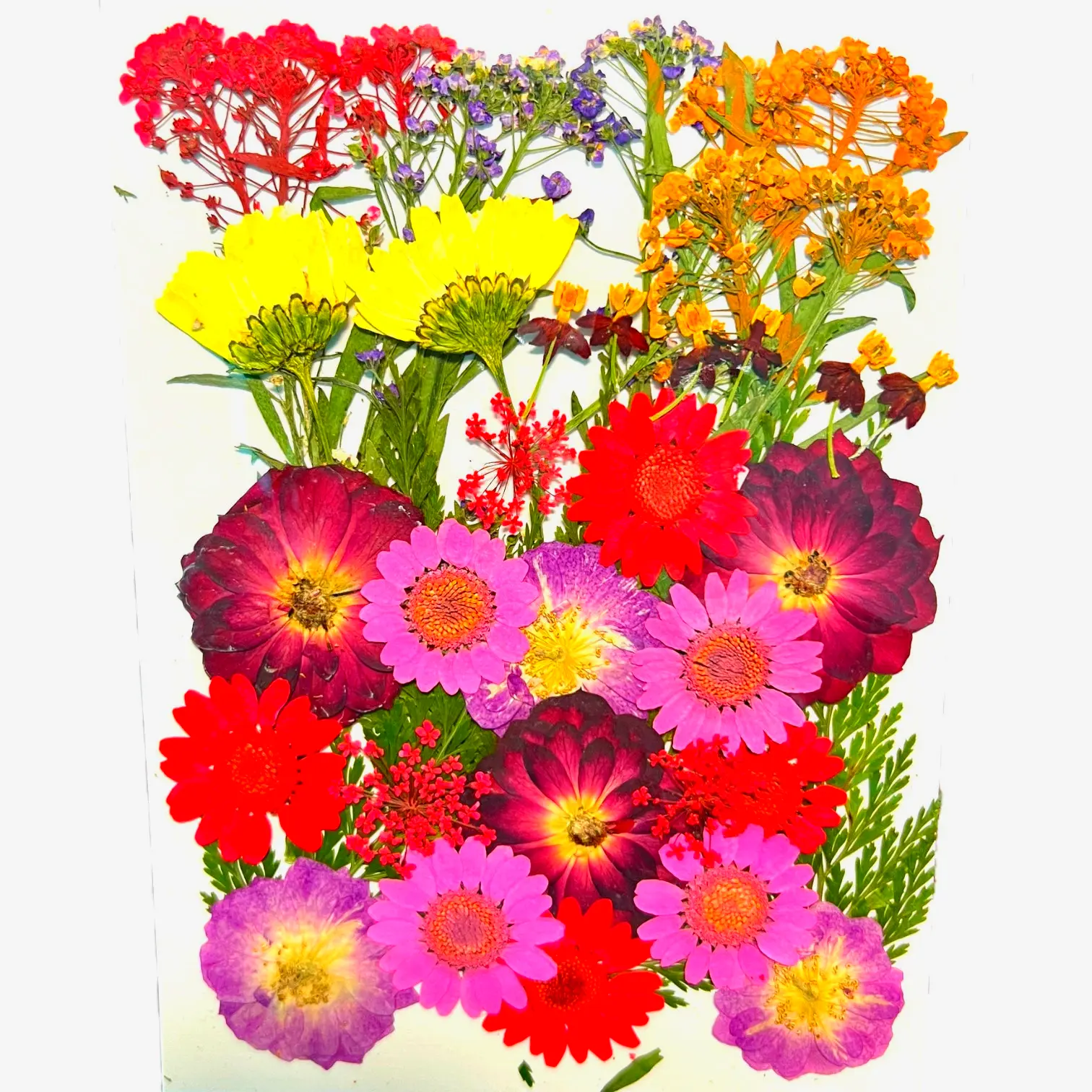 Passion Fruit dried pressed flowers set, great for handmade greeting cards, wall decor, or resin jewelry.