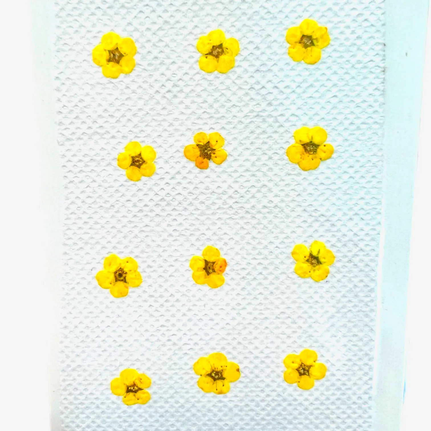 Sorbaria Sorbifolia dried pressed flowers in vivid shades, perfect for resin jewelry and floral home accents.