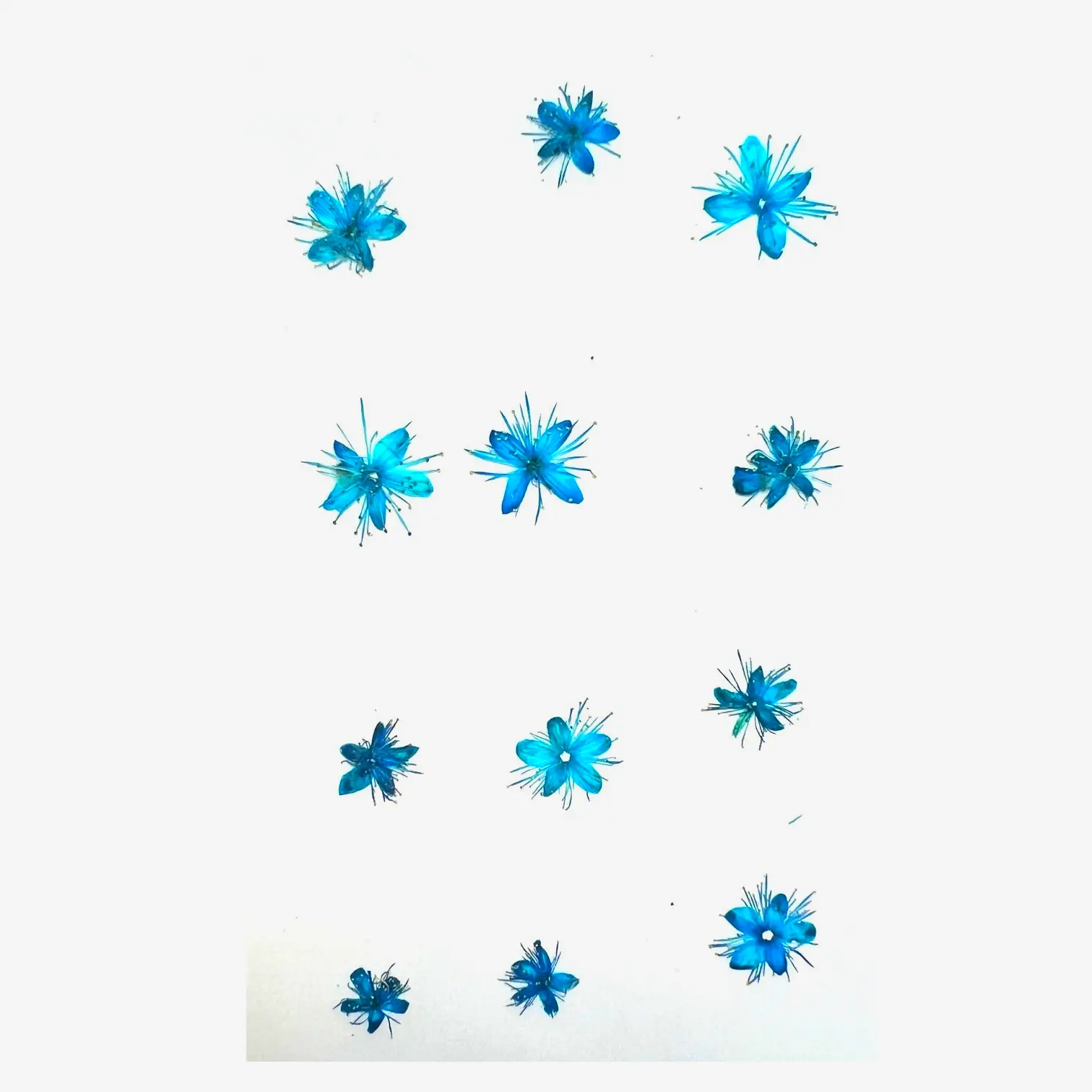 Symplocos Tanakana Nakai dried pressed flowers, great for elegant home decor, greeting cards, and wall frames.
