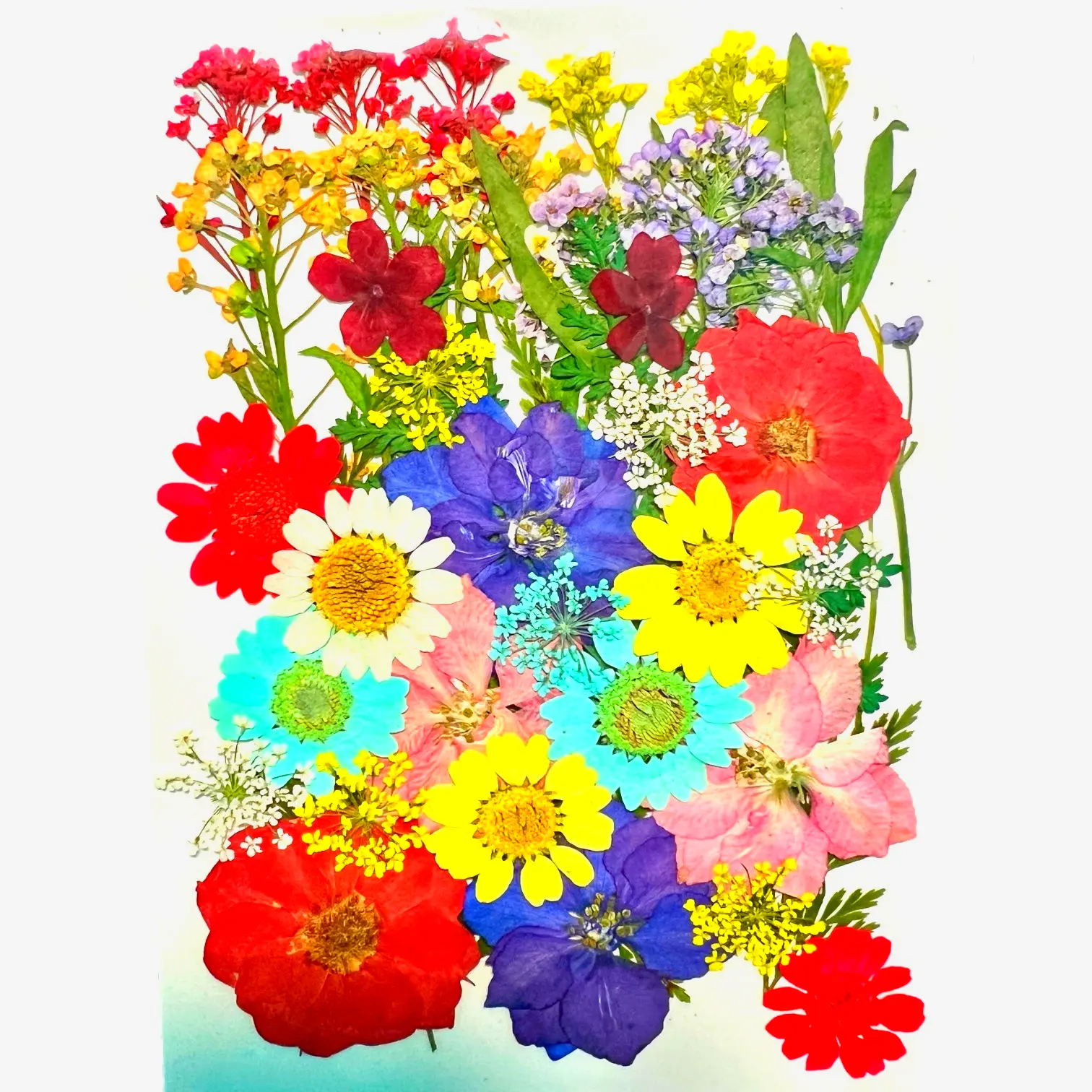 True Colors multicolor dried pressed flowers for DIY crafts, resin art, and botanical home decor.
