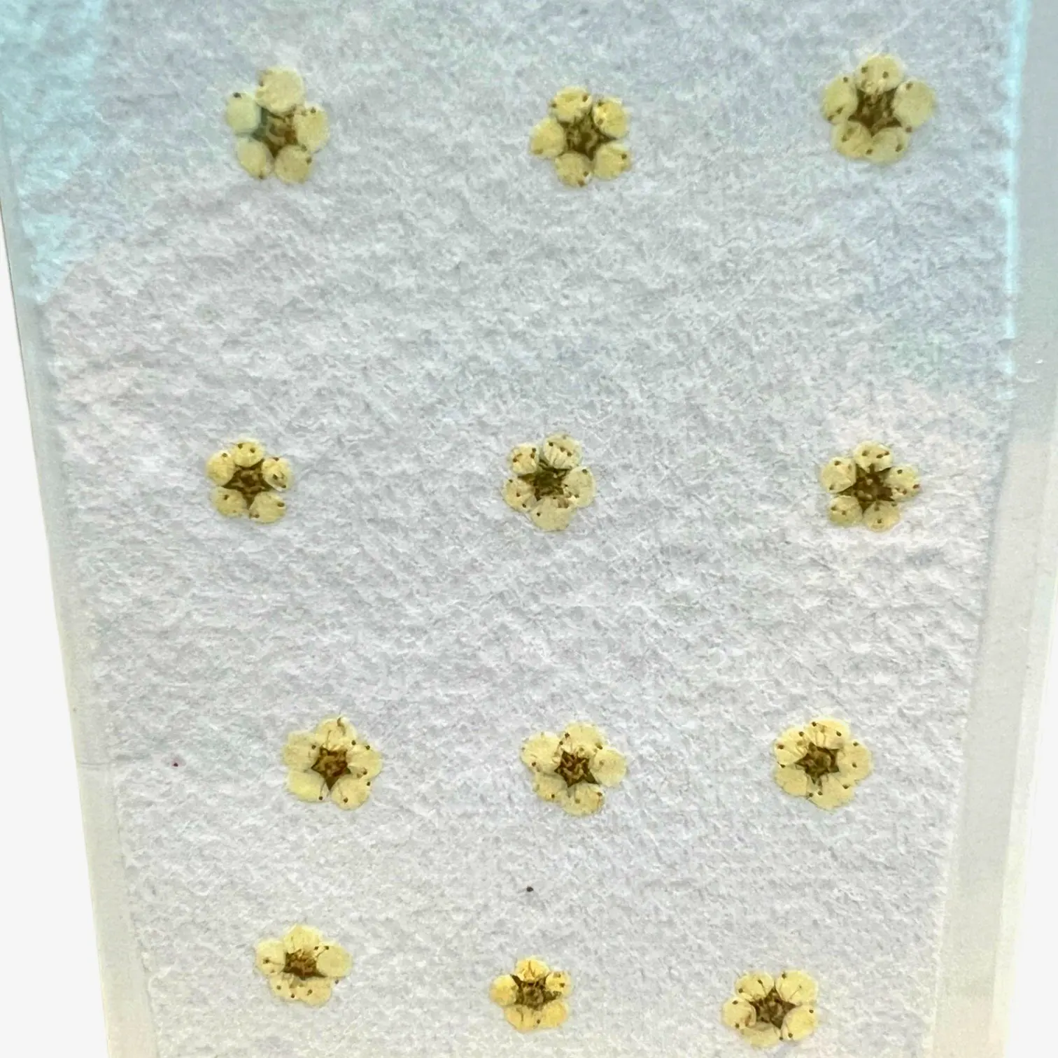 White Lyonia Ovalifolia dried pressed flowers, great for botanical wall frames, wedding decor, and resin keepsakes.