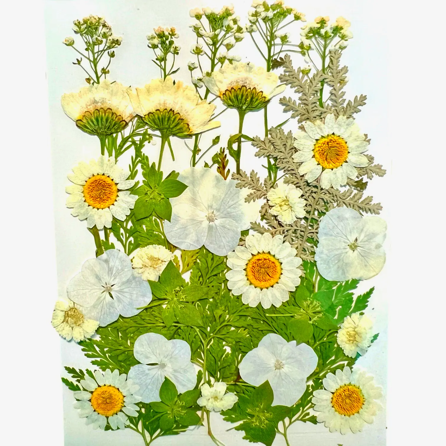White Rabbit dried pressed flowers, ideal for floral wall art, home decor, and wedding invitations.