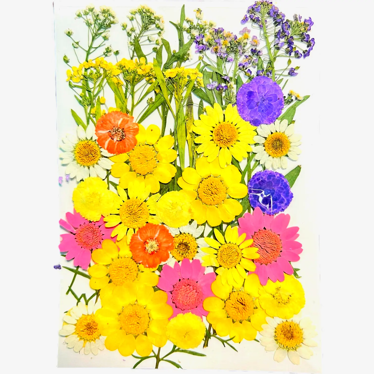 Yellow Ledbetter dried pressed flowers for aesthetic DIY projects, resin crafts, and elegant home decor.